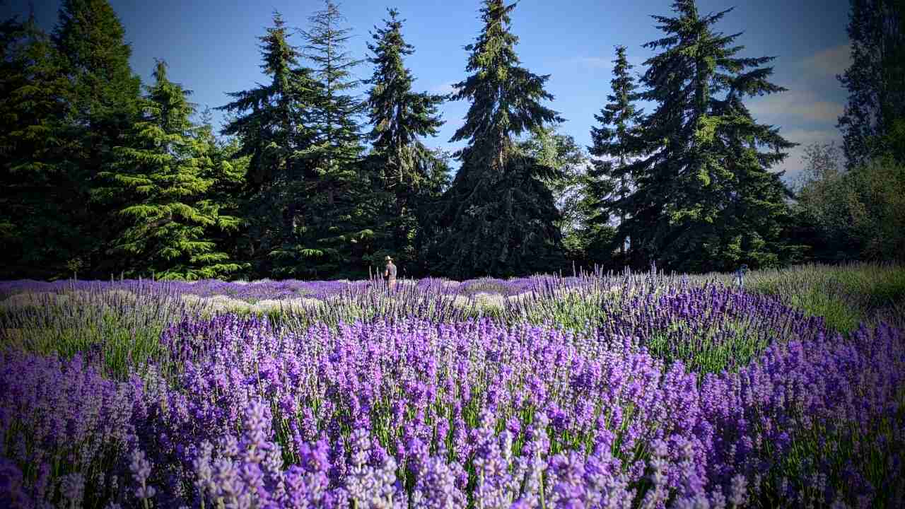 multicolored lavender field in bloom, farmer small in the distance, evergreen trees in the background, Lavender Connection farm, Sequim Washington