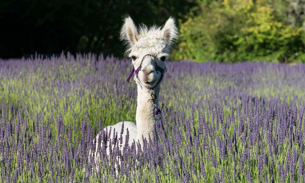 Fleurish Lavender of Lost Mountain lavender field in bloom with white alpaca in the center