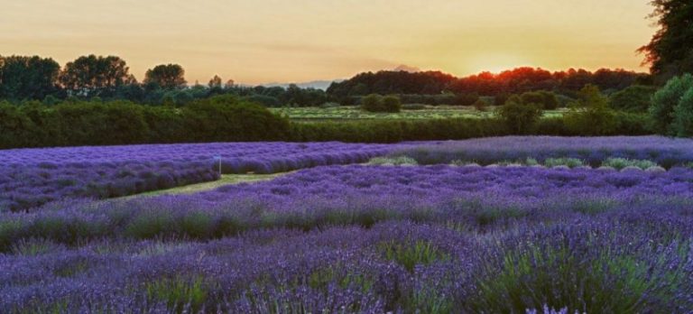 Jardin du Soleil Lavender Farm panoramic shot of lavender fields at sunset