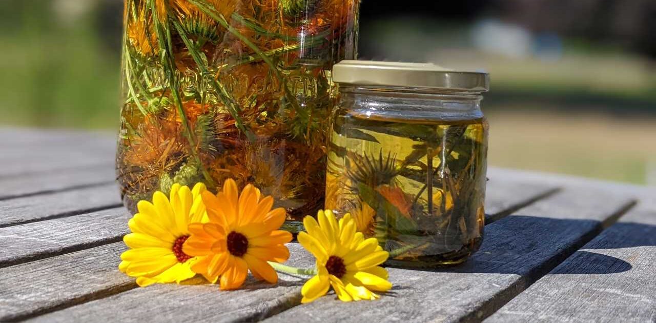 two glass jars filled with sunflower oil and calendula flowers, yellow and orange calendula flowers in foreground, sitting on wood table outside
