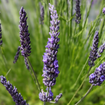 close-up of lavandula intermedia "Gros Bleu" variety, purple lavender