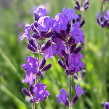 lavandula angustifolia "Munstead" lavender essential oil