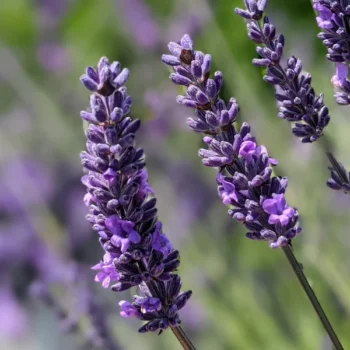 close-up of lavandula intermedia "Riverina Thomas" variety, purple lavender