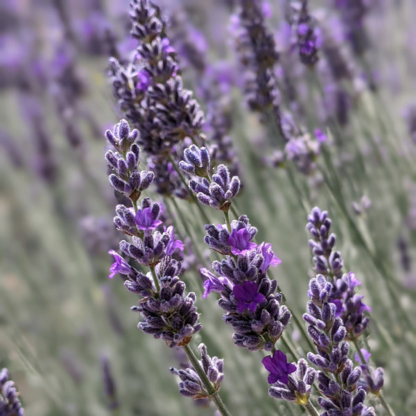 close-up of lavandula intermedia "Silver Frost" variety, purple lavender