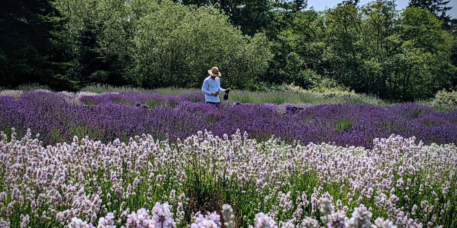 A farmer harvesting lavender at Lavender Connection in Sequim, Washington, on a summer day