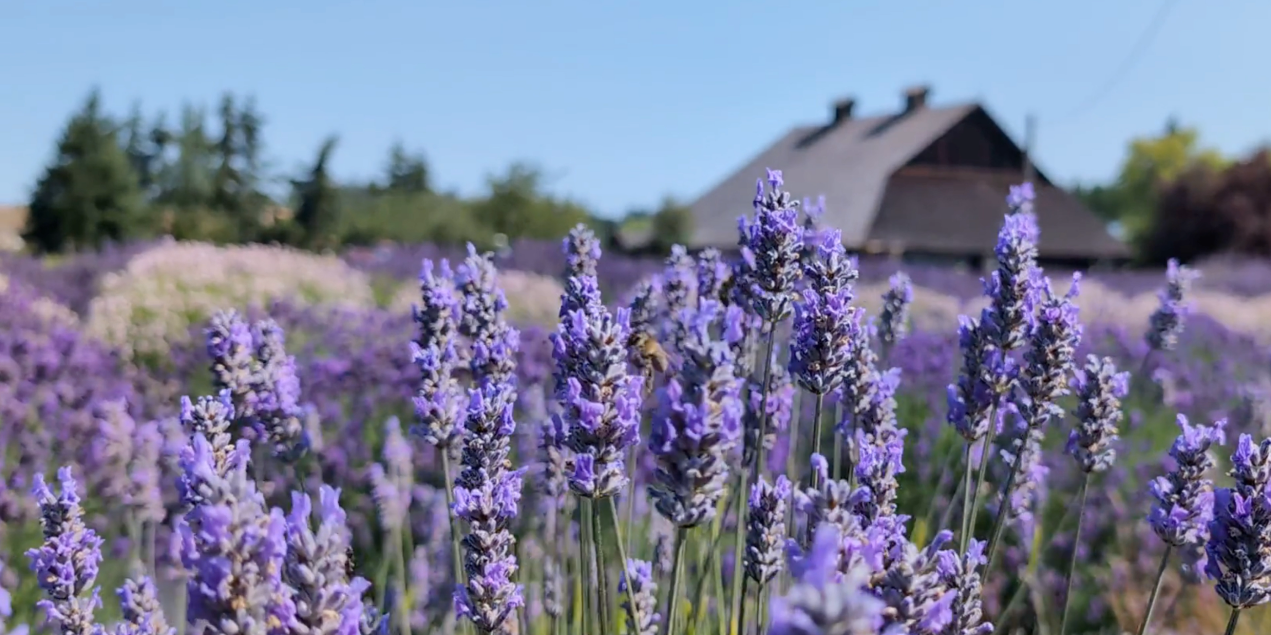 Close-up of lavender in bloom in the foreground with rows of lavender and the historic barn blurred in the background at Lavender Connection farm in Sequim, Washington.