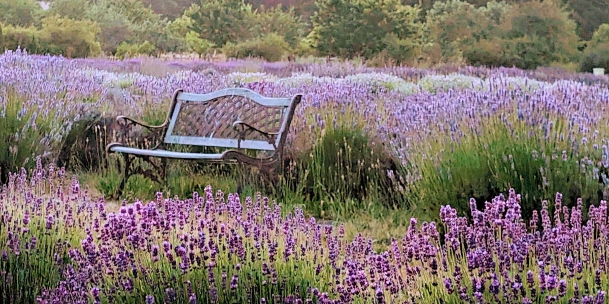 Bench surrounded by blooming multi-colored lavender fields at Lavender Connection in Sequim, Washington